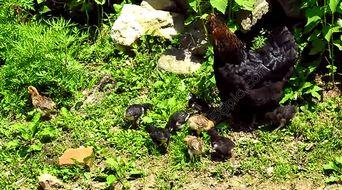 成人散养鸡视频播放网站,成人视频网站带你领略田园风光